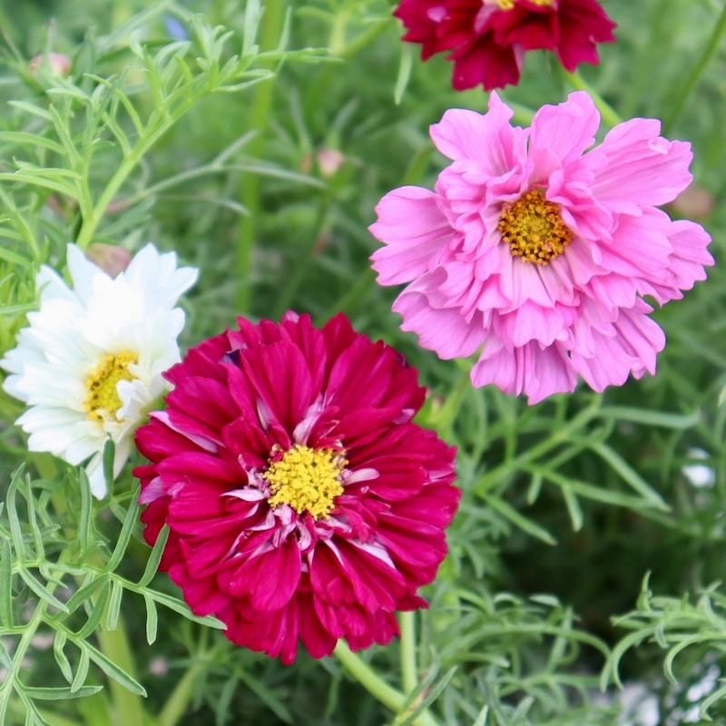 八重咲きコスモス・ダブルクリックミックス【4号鉢物】