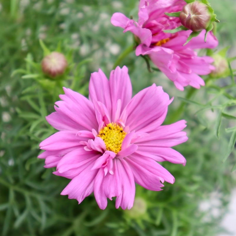 コスモスです❗️❗️❗️ 八重咲きコスモス・ダブルクリックミックス【4号鉢物】