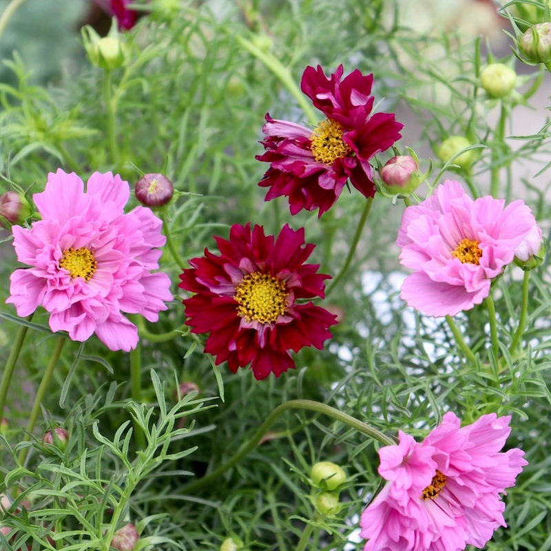 八重咲きコスモス・ダブルクリックミックス【4号鉢物】