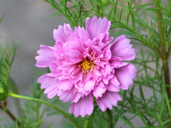 八重咲きコスモス・ダブルクリックミックス【4号鉢物】