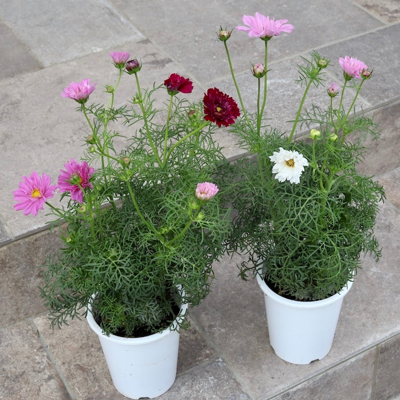 八重咲きコスモス・ダブルクリックミックス【4号鉢物】