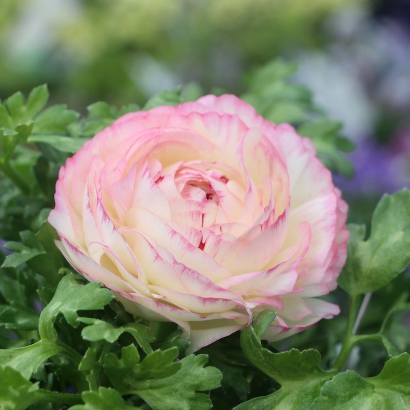 ラナンキュラス「マシェ」22-01番(3.5号ポット)