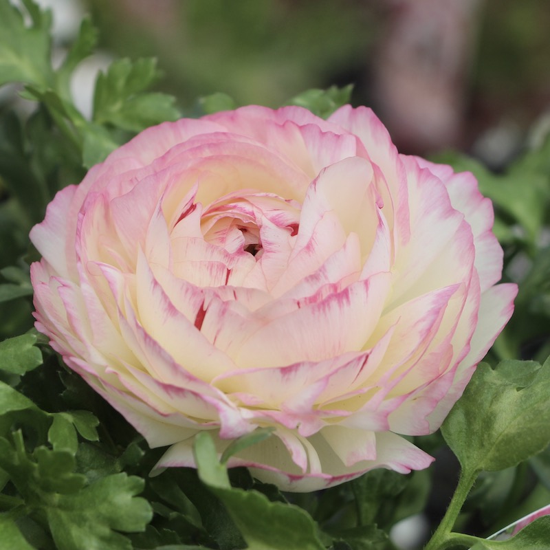 ラナンキュラス「マシェ」22-01番(3.5号ポット)