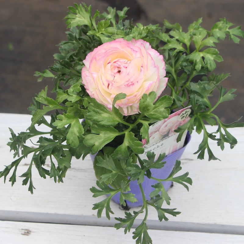 ラナンキュラス「マシェ」22-01番(3.5号ポット)