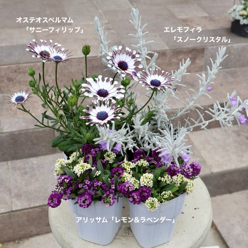 とっても綺麗な開花株☆オステオスペルマム「サニーフィリップ」(3.5号