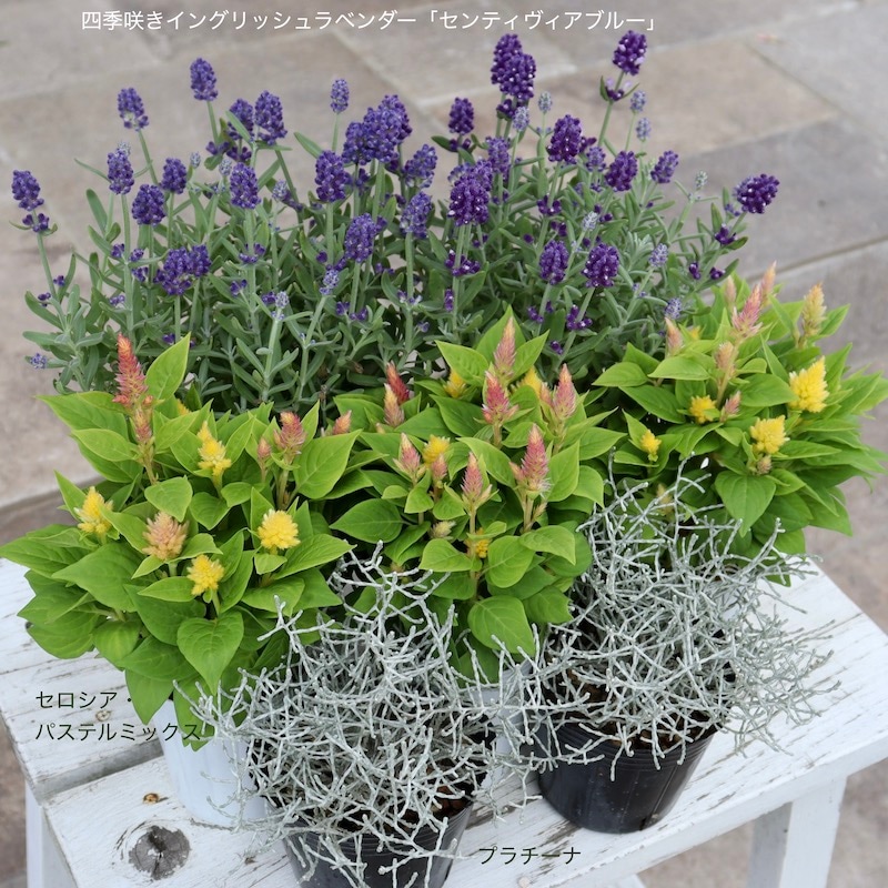 緑色の細長い葉 1月始めに撮影しましたなんと言う植物でしょうか？冬に緑の葉