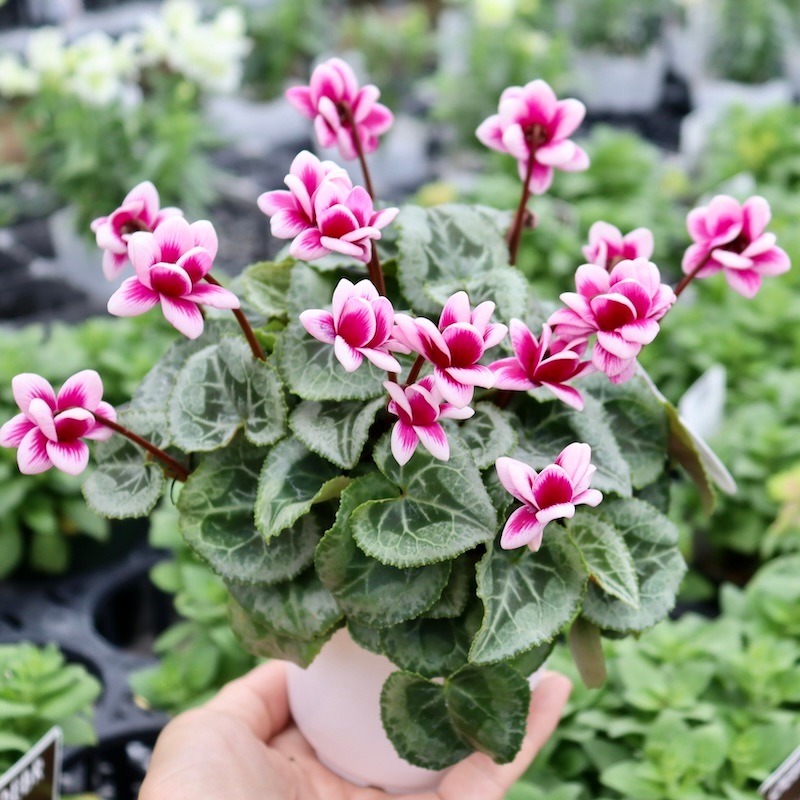 八重咲きミニシクラメン「フェアリーピコ」＜26＞