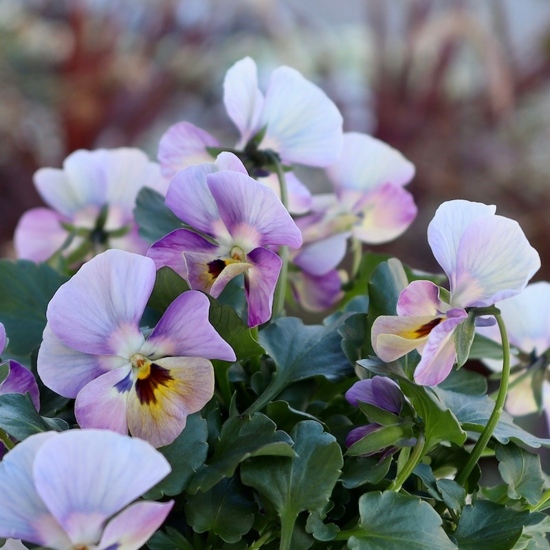 画像の現品1点限り!! ロカハーツ「ホルシス」＜23番＞