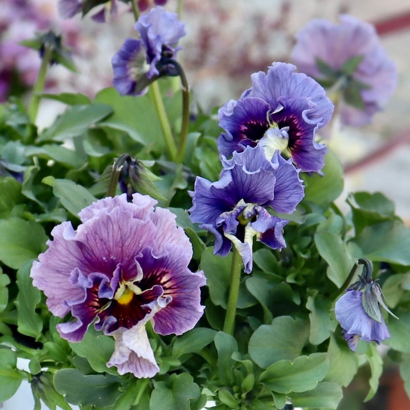 特大☆画像の現品1点限り!! 石川園芸さんのビオラ「レディ」スペシャル