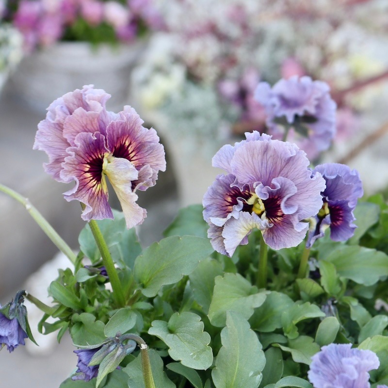 特大☆画像の現品1点限り!! 石川園芸さんのビオラ「レディ」スペシャル