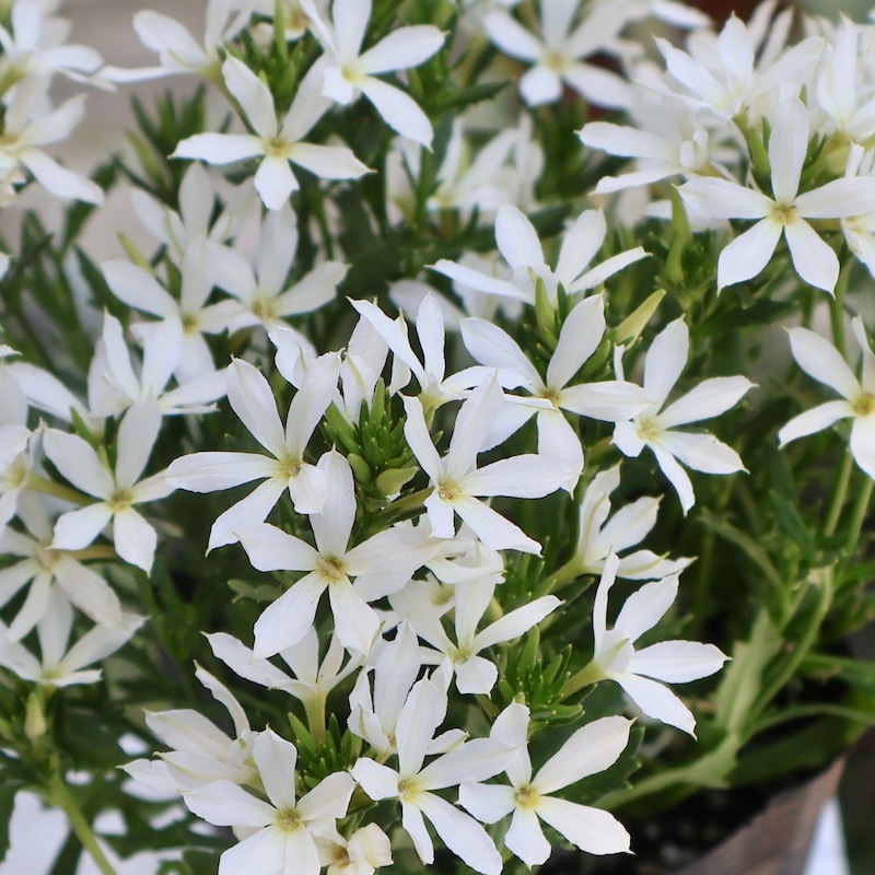 2025年NEW☆サントリーさんの星型スカエボラ☆スターティアラ