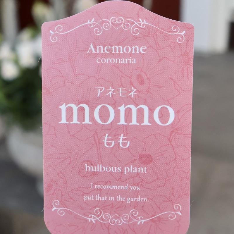@もももも様のみ 欲しい色が買える!!《画像の現品1点限り》八重咲きアネモネ「momo(もも