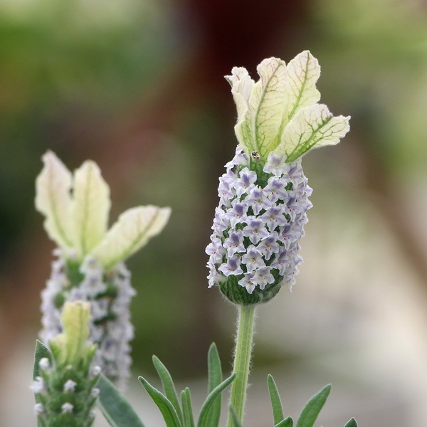 ボリューム満点株♪フレンチラベンダー「クリスタルフィン」(3号ロング