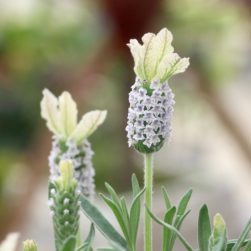 ボリューム満点株♪フレンチラベンダー「クリスタルフィン」(3号ロング