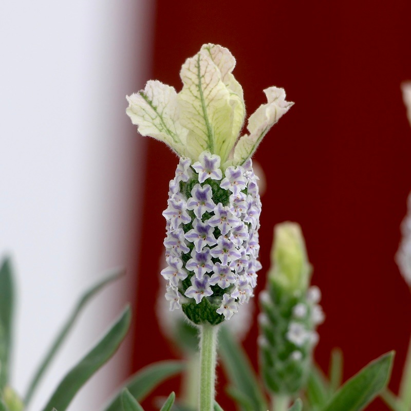 ボリューム満点株♪フレンチラベンダー「クリスタルフィン」(3号ロング