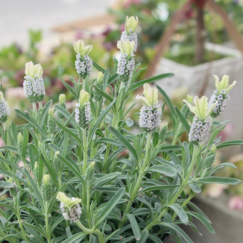 2_000000002334.jpg?1748355982