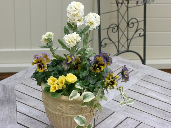 八重咲きストック・ビンテージ「イエロー」