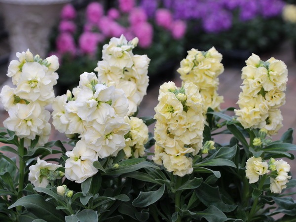 八重咲きストック・ビンテージ「イエロー」