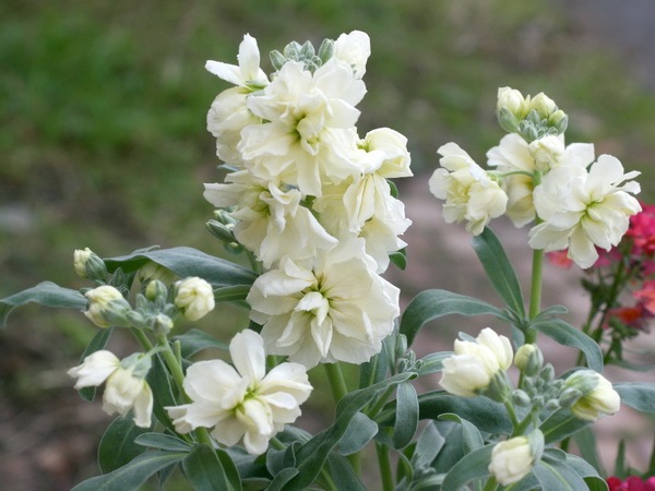 確認画像　八重咲きマジカル 5_000000003434.jpg?1737807215