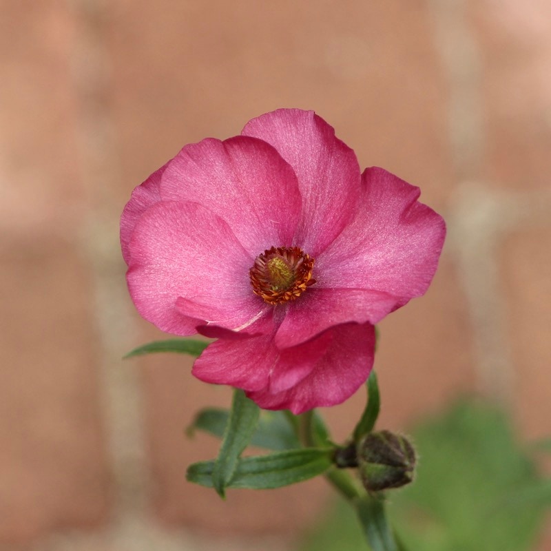 レア色!!ラナンキュラス・ラックス「エウロぺ」5号鉢