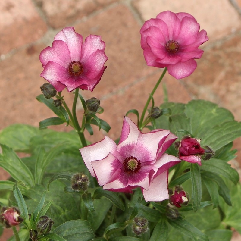 まめたん■花苗ラナンキュラス　ラックスシリーズ■アポロン&ペネロペ ラナンキュラス ラックス 選べる♪12種 | 鉢花・花苗 | 橋本種苗園