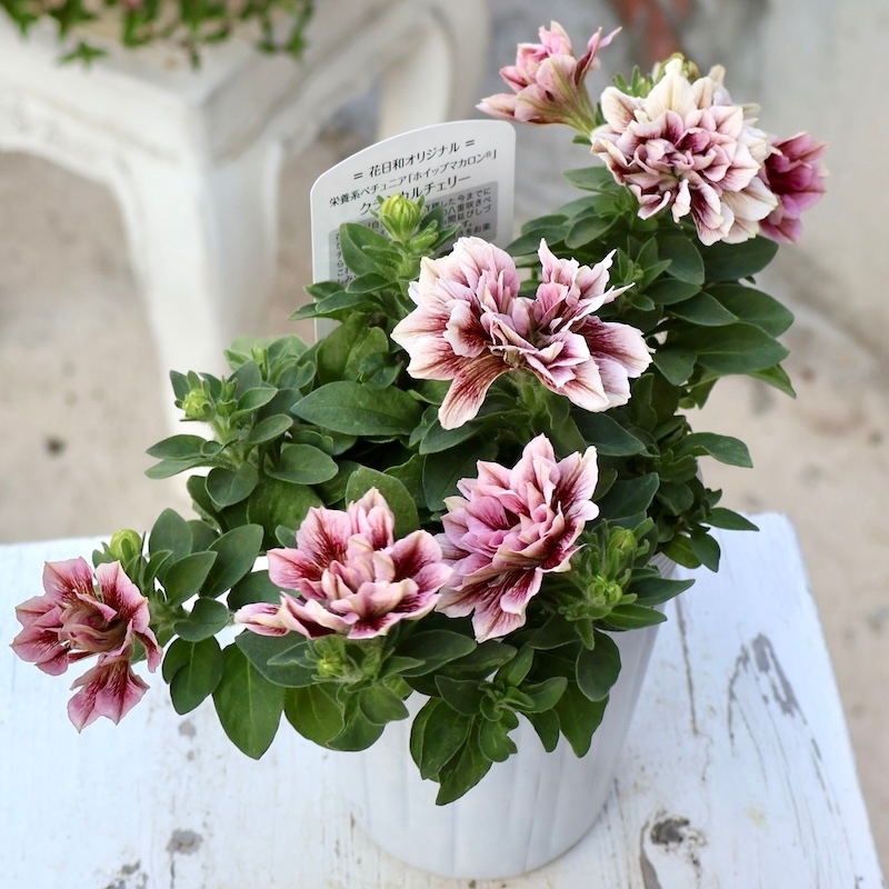 画像の現品!! 花日和さんの八重咲きペチュニア・ホイップマカロン