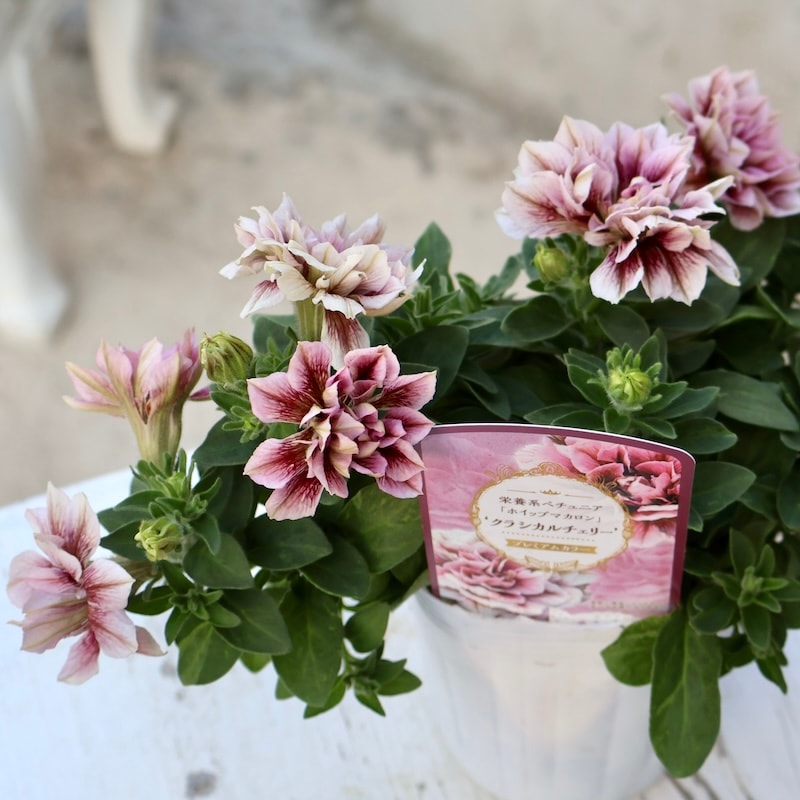 【週末限定価格】大人かわいい芍薬とガーベラリース　29cm 画像の現品!! 花日和さんの八重咲きペチュニア・ホイップマカロン