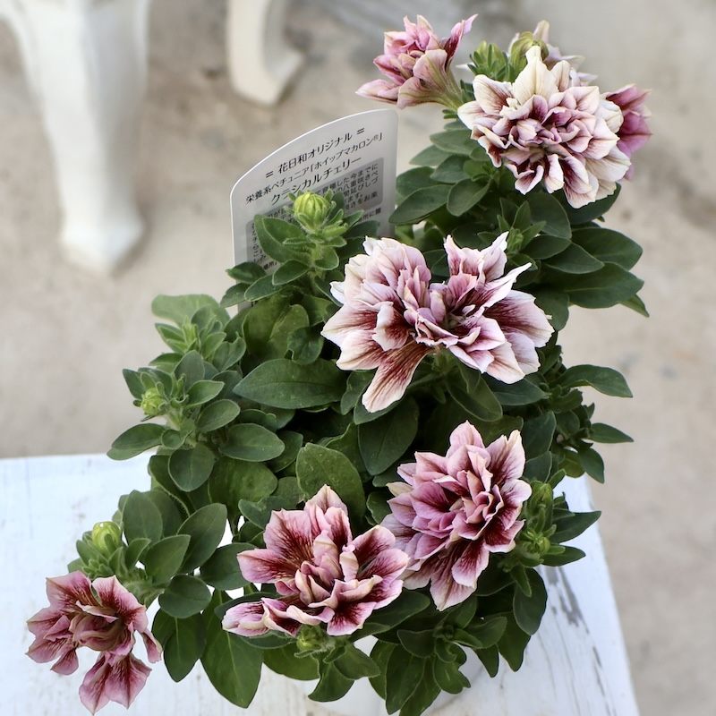 3_000000006034.jpg?1753885956