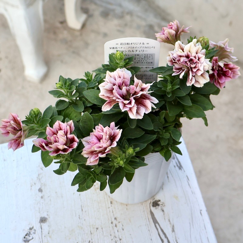 ★アイボリーに赤い花の銘仙★ 画像の現品!! 花日和さんの八重咲きペチュニア・ホイップマカロン