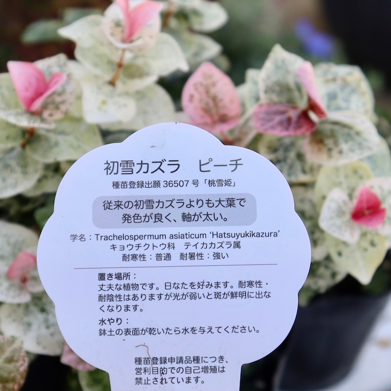 枇杷の樹の下で ユスキカズ　初版 Amazon.co.jp: 苗/苗木 ハツユキカズラ 9cmポット 苗