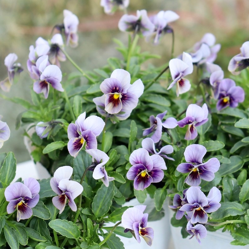 画像で花色を選べる!! 北島園芸さんの小輪ビオラ「藍月-あいづき-」＜1番＞