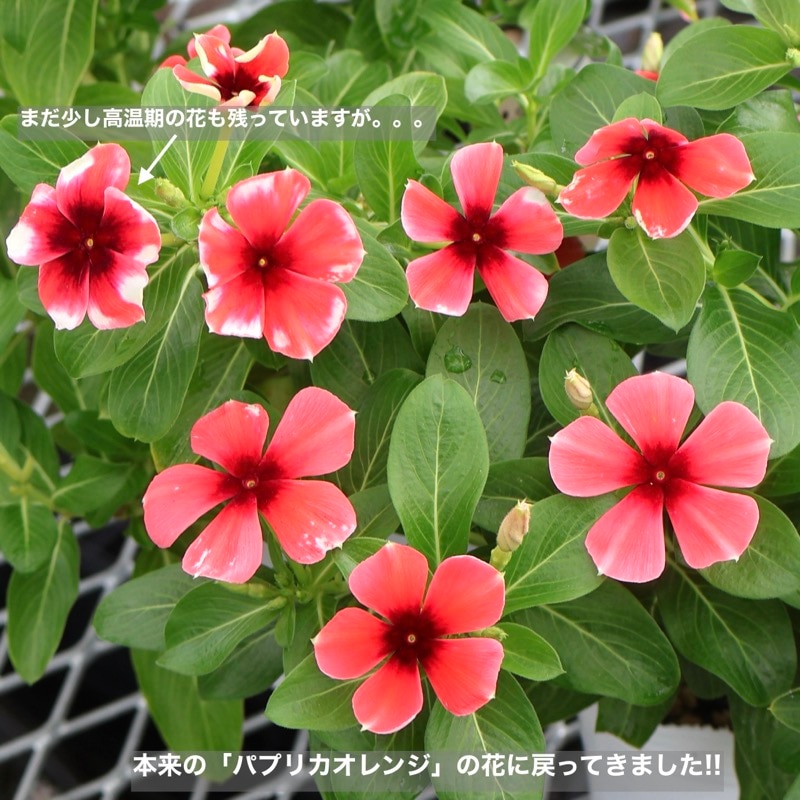 春花園ニ十周年記念鉢りんか(赤) 5_000000007434.jpg?1789530902
