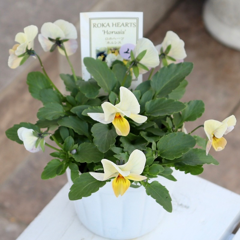 画像の現品1点限り!! ロカハーツ「ホルシス」＜24番＞