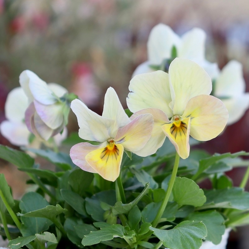 画像の現品1点限り!! ロカハーツ「ホルシス」＜24番＞