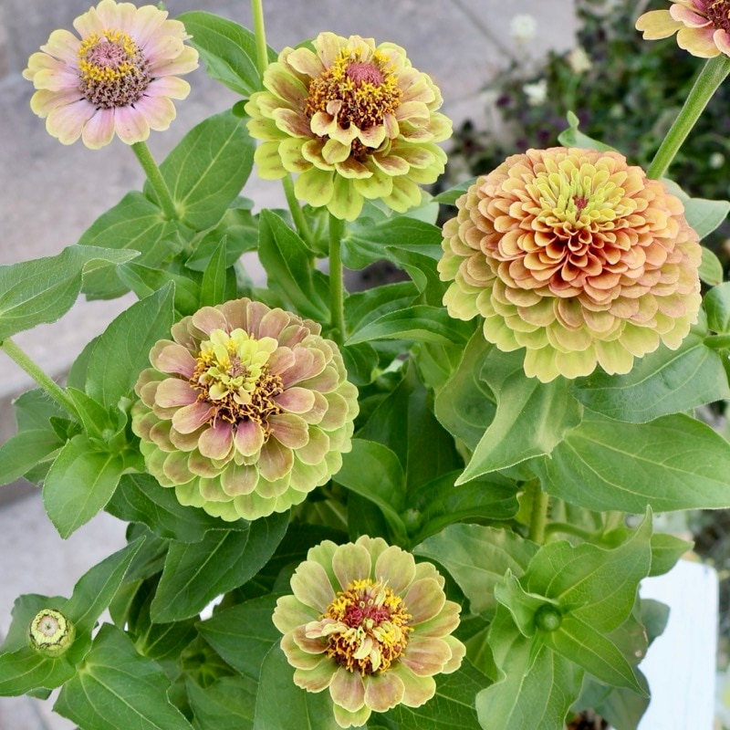 2本植え♪八重咲きジニア・クイーン(4番)「ライムウイズブロッチ」