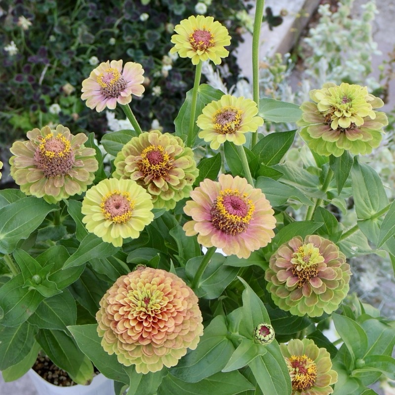 2本植え♪八重咲きジニア・クイーン(4番)「ライムウイズブロッチ」