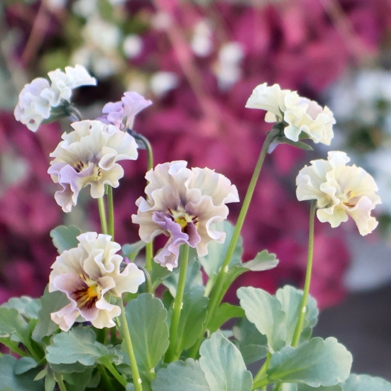 希少☆画像の現品1点限り☆石川園芸さんの小輪ビオラ「マイガール」2番