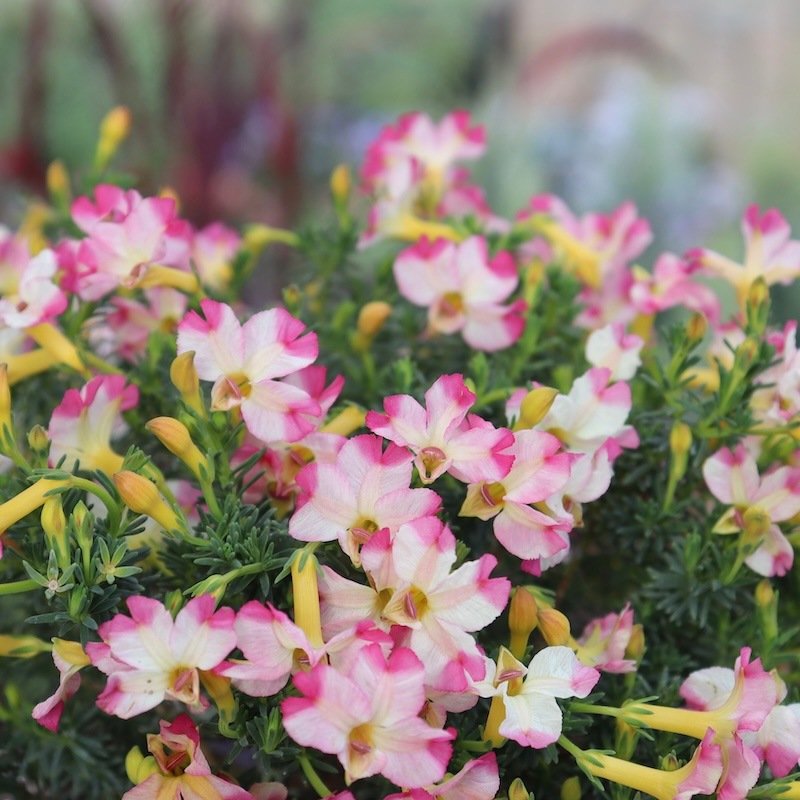 花付き抜群♪初恋草「ミチコ・ティアラ」(3.5号鉢)