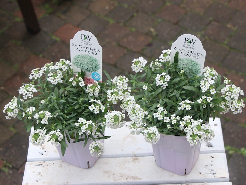 四季咲きスーパーアリッサム「スノープリンセス」
