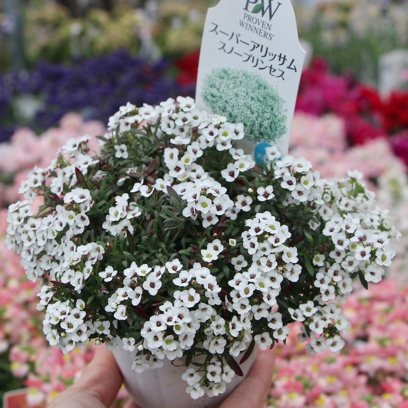 四季咲きスーパーアリッサム「スノープリンセス」