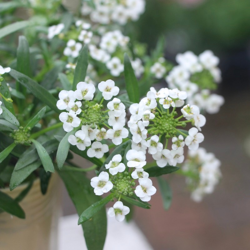 四季咲きスーパーアリッサム「スノープリンセス」