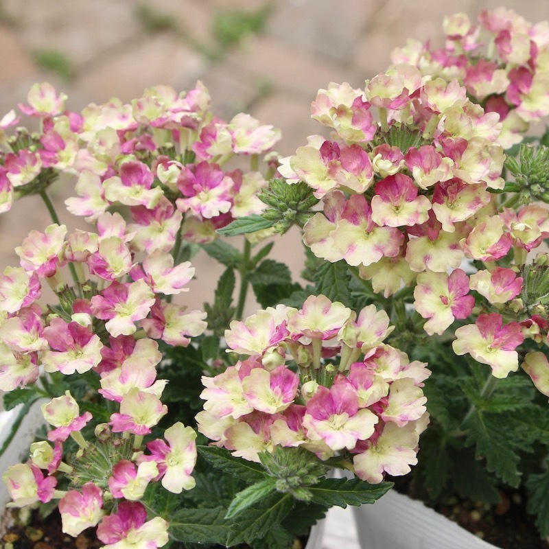 宿根バーベナ ラナイ ヴィンテージウォッカ 3 5号ポット 宿根バーベナ ラナイ ヴィンテージウォッカ 3 5号ポット