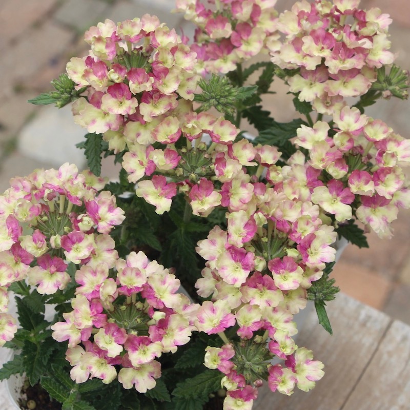 宿根バーベナ ラナイ ヴィンテージウォッカ 3 5号ポット 宿根バーベナ ラナイ ヴィンテージウォッカ 3 5号ポット