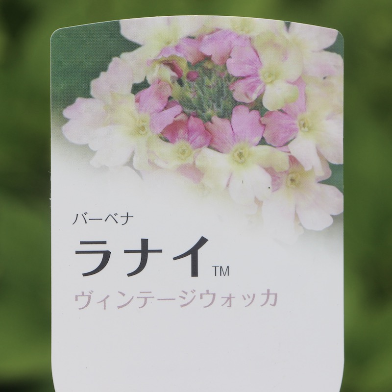 宿根バーベナ ラナイ ヴィンテージウォッカ 3 5号ポット 宿根バーベナ ラナイ ヴィンテージウォッカ 3 5号ポット