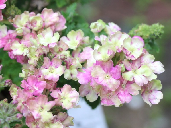 宿根バーベナ ラナイ ヴィンテージウォッカ 3 5号ポット 植物 花苗 鉢物 品名で選ぶ ハ行 バーベナ 風散歩