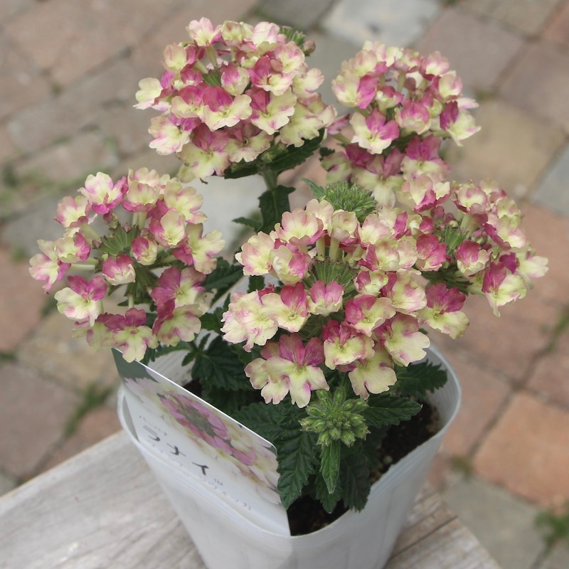 宿根バーベナ ラナイ ヴィンテージウォッカ 3 5号ポット 宿根バーベナ ラナイ ヴィンテージウォッカ 3 5号ポット