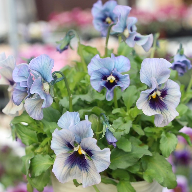 パンジーフェデネージュ希少苗ビオラレディブルー系 ビオラレディ 希少