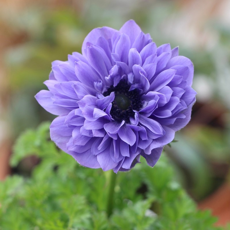 2年生株のプレミアム八重咲きアネモネ・ポルトダブル「ブルー」(3.5号