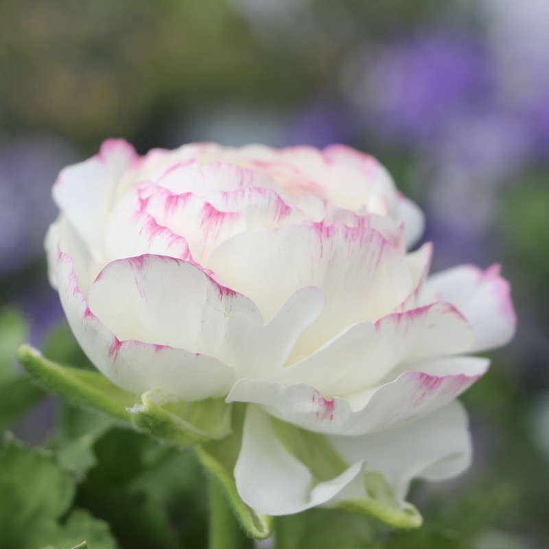 ラナンキュラス「マシェ」22-03番(3.5号ポット)