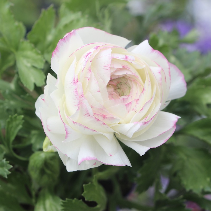 ラナンキュラス「マシェ」22-03番(3.5号ポット)